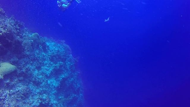 Remora смотреть онлайн