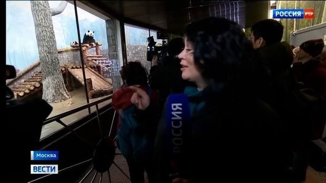 Панда Катюша в московском зоопарке 09/03/2024 смотреть онлайн
