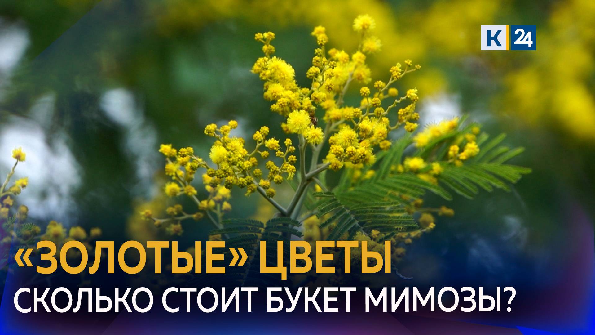 Мимоза появилась в продаже на Кубани: где и в какую цену можно купить букет? смотреть онлайн