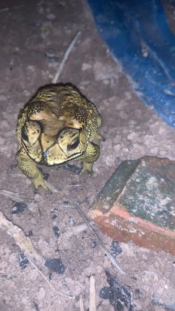 Funny toad frog #virallife #rainfrog #animal #wildlife #viral #life #dailyvlog #shortsfeed #shorts смотреть онлайн