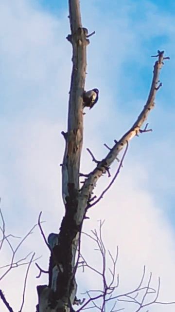 Дятел смотреть онлайн