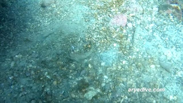 사자코망둑(Istigobius campbelli)~ Campbell's goby, 비단망둑(Istigobius hoshinonis) смотреть онлайн