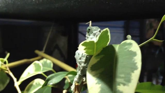 Ben Biglouille mue смотреть онлайн