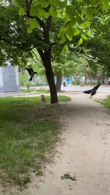 Собака против ворон #shorts смотреть онлайн