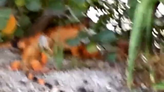 Neon Orange Iguana stand off Fort Lauderdale FLA. (Wilton Manors FL) And no thats not Photoshop! смотреть онлайн