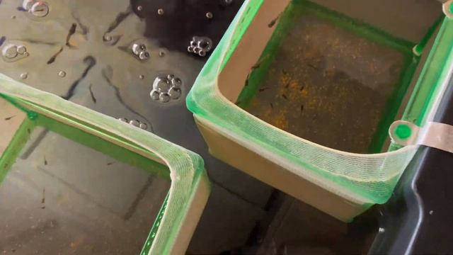 Fish Studio Tour “Update” | Guppy Fish Girl смотреть онлайн