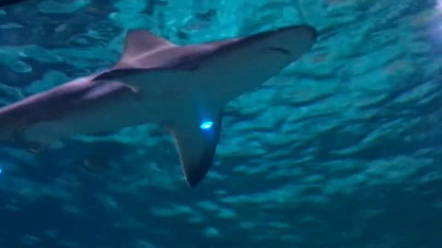 Shark in New Orleans Aquarium смотреть онлайн