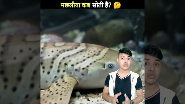 मछली कब और कैसे सोती है? 😳 🐠🐋🐟 смотреть онлайн