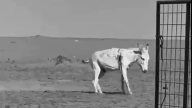 Ten Niedźwiedź Zadarł z Niewłaściwym Przeciwnikiem смотреть онлайн