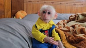 So Cute! Baby monkey Su cry waiting for mom to change diaper