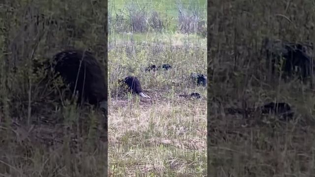 Бобры на суше смотреть онлайн