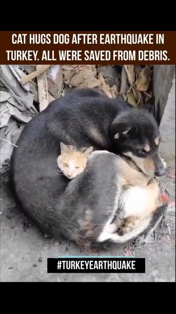 Dosti Dog Hugs Cat in Turkey After Earthquake ☺️😌 смотреть онлайн