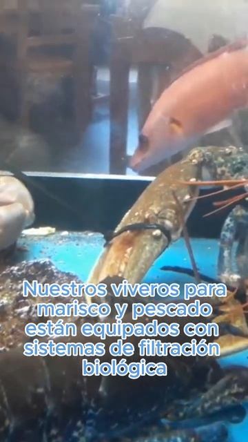 ¿Sabías que el estrés en los mariscos afecta su sabor? смотреть онлайн