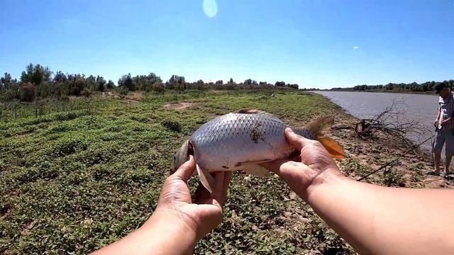 РЫБАЛКА АТЫРАУ 2022 ВСЕ ТАКИ ПОЙМАЛИ САЗАНА смотреть онлайн