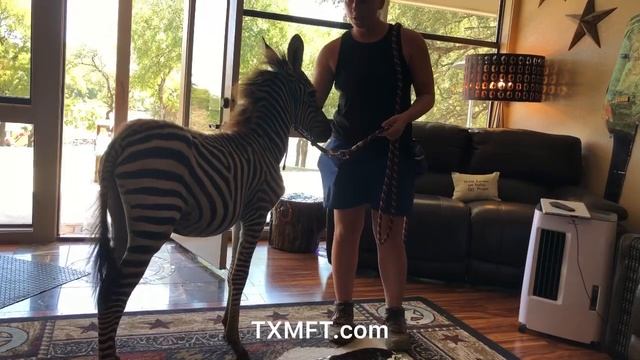 Zeppelin the zebra in the hizzouse! Zebra for sale in Texas! смотреть онлайн