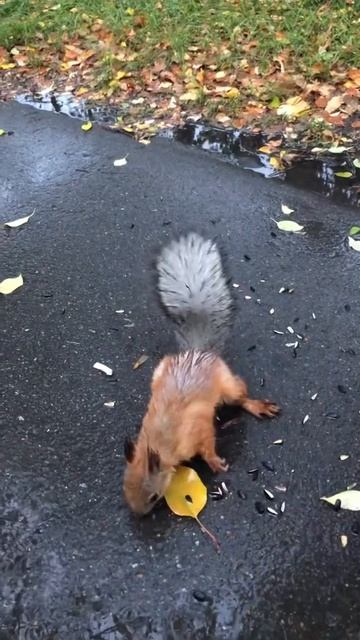 Ласковая белка смотреть онлайн