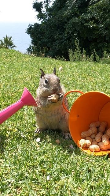 Squirrels nom nom nom #squirrels #nomnomnom #animalvideos смотреть онлайн