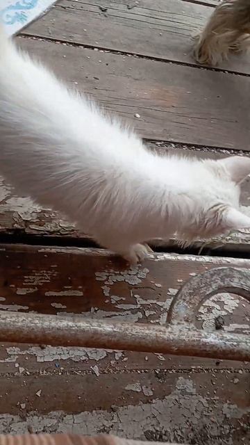 йорк Фаби, #Барсик#Мия Животные #собака #cat смотреть онлайн