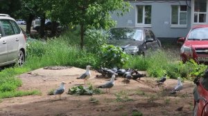 Сизые чайки кричат у корма /Mew gull
