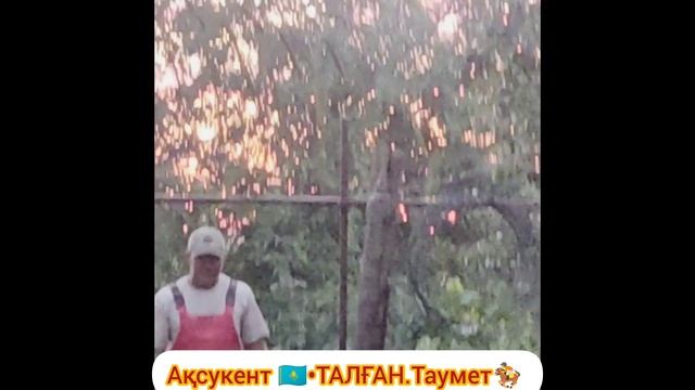 ТҮРКІСТАН ОБЛ САЙРАМ АУД АҚСУКЕНТ ХАСАН МЕН НИГОРА ОТ БАСЫНДА ОШАҚ ТА ДАЙЫНДАЛҒАН РОШКИ ТАМАҒЫ смотреть онлайн