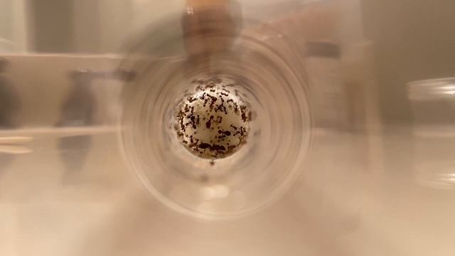 My Pheidole Colony! смотреть онлайн