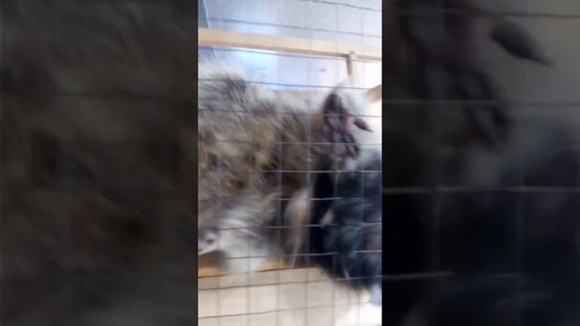 Милый Енот. ОЧЕНЬ ЗАБАВНОЕ ВИДЕО. смотреть онлайн