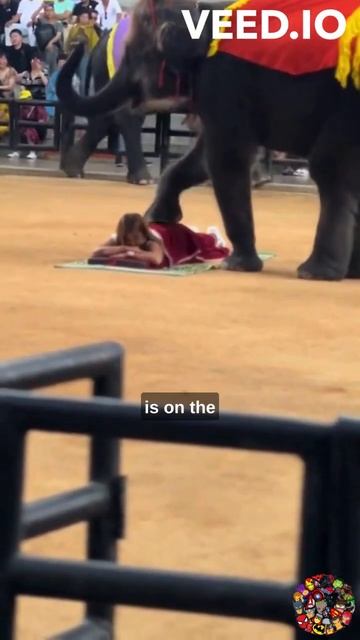 Get a Massage from a Gentle Giant: The Unique Experience of Thai Elephant Massage смотреть онлайн