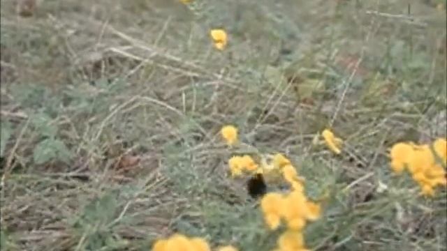 Жуки смотреть онлайн