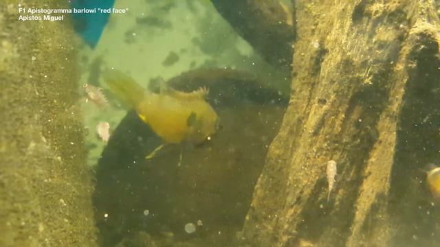 F1 Apistogramma barlowi "red face" смотреть онлайн