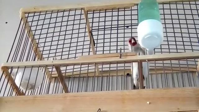 Пение седоголового щегла смотреть онлайн