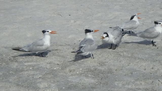 Grumpy Seagull смотреть онлайн