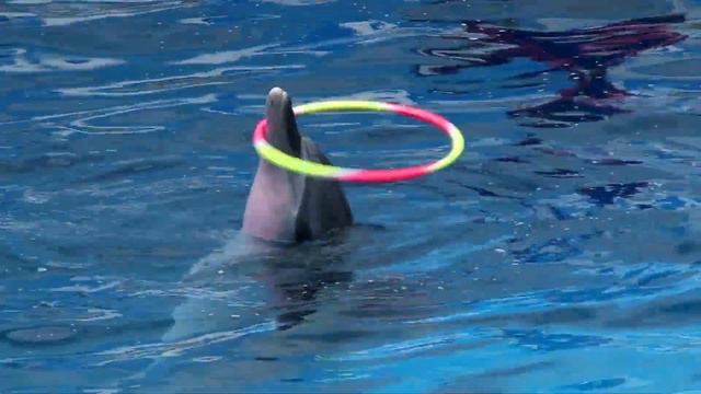 Ambient Music Dolphins | Stress Relief Video смотреть онлайн
