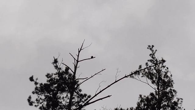 Зимові 🐦 #птахи України: синиці, сойки, ворони. #Природа 🌳 України та дикі #тварини Birds Lover 4k смотреть онлайн