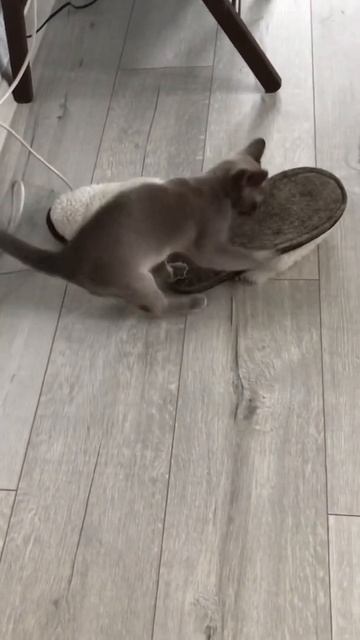 Бурманский котёнок #бурма #Жмупять смотреть онлайн