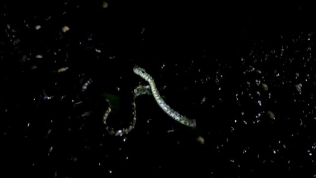 malabar pit viper смотреть онлайн