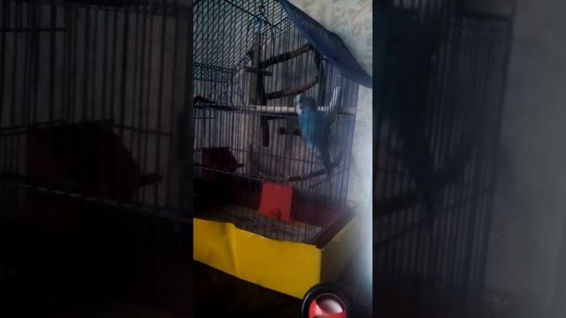Волнистый попугай Моня танцует смотреть онлайн