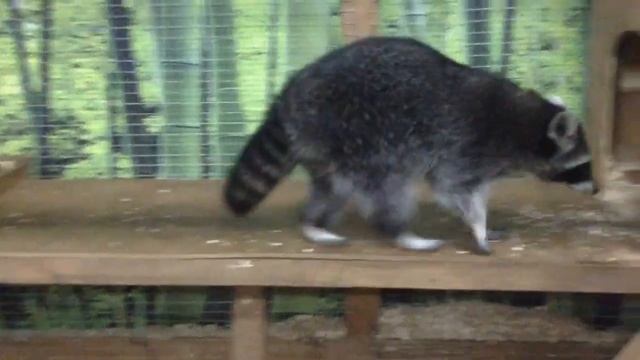 Смешной енот смотреть онлайн