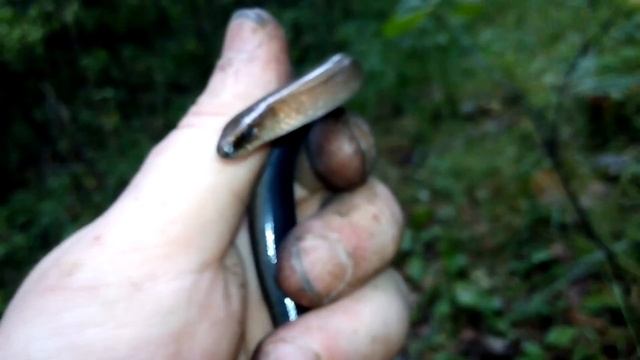 Веретеница ломкая смотреть онлайн