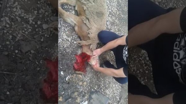 (1)+18 как зарезать барана