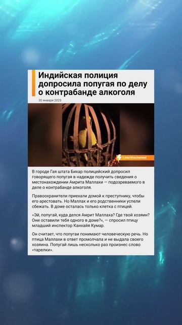 ПОПУГАЙ-БАНДИТ🦜 смотреть онлайн