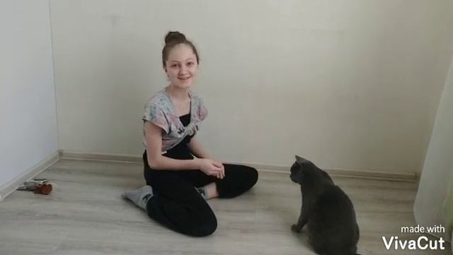 ДРЕССИРОВКА КОТА | Команды сидеть и лежать смотреть онлайн