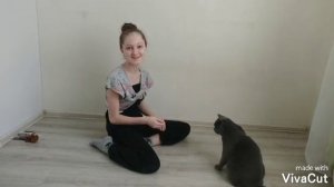 ДРЕССИРОВКА КОТА | Команды сидеть и лежать