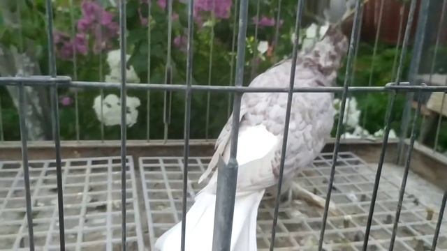 Андижанские голуби молодые чиль смотреть онлайн