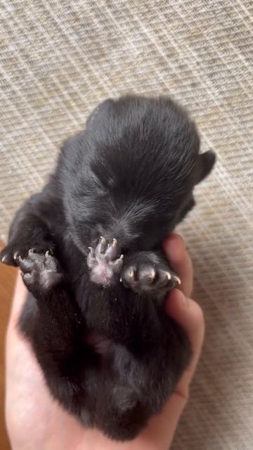 🥹🥹 #schipperke #собака #шипперке #dog #схипперке #puppy #doglover #щенки смотреть онлайн