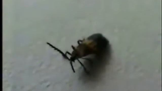 Calopteron terminale- Lycidae смотреть онлайн