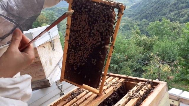 Damızlık arımızın kızlarını kovanlara yerleştiriyoruz yüksükleride temizkiyoruz🍯🐝🐝🐝 смотреть онлайн