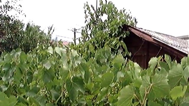 Виноград смотреть онлайн