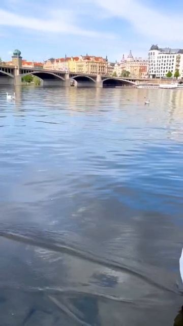 Лебеди, лебеди, белые лебеди... 🦢🦢🇨🇿 смотреть онлайн