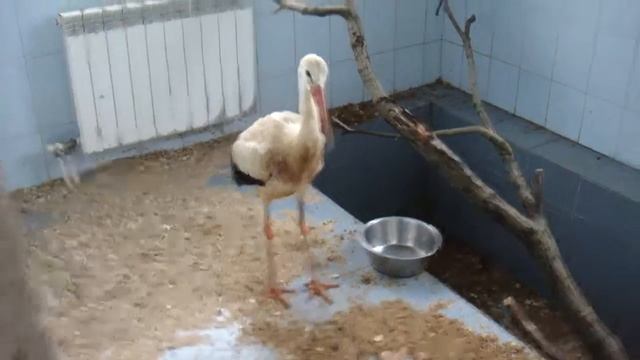 Аист смотреть онлайн