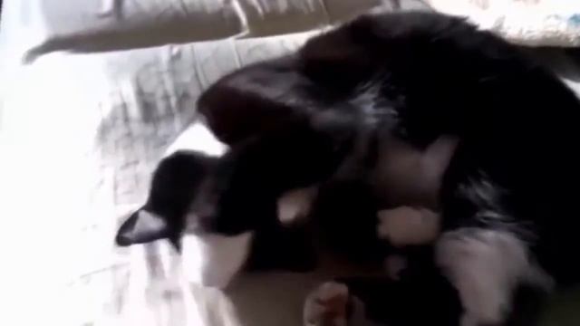 Смешные кошки и дети 2017)))Сборник #5 смотреть онлайн